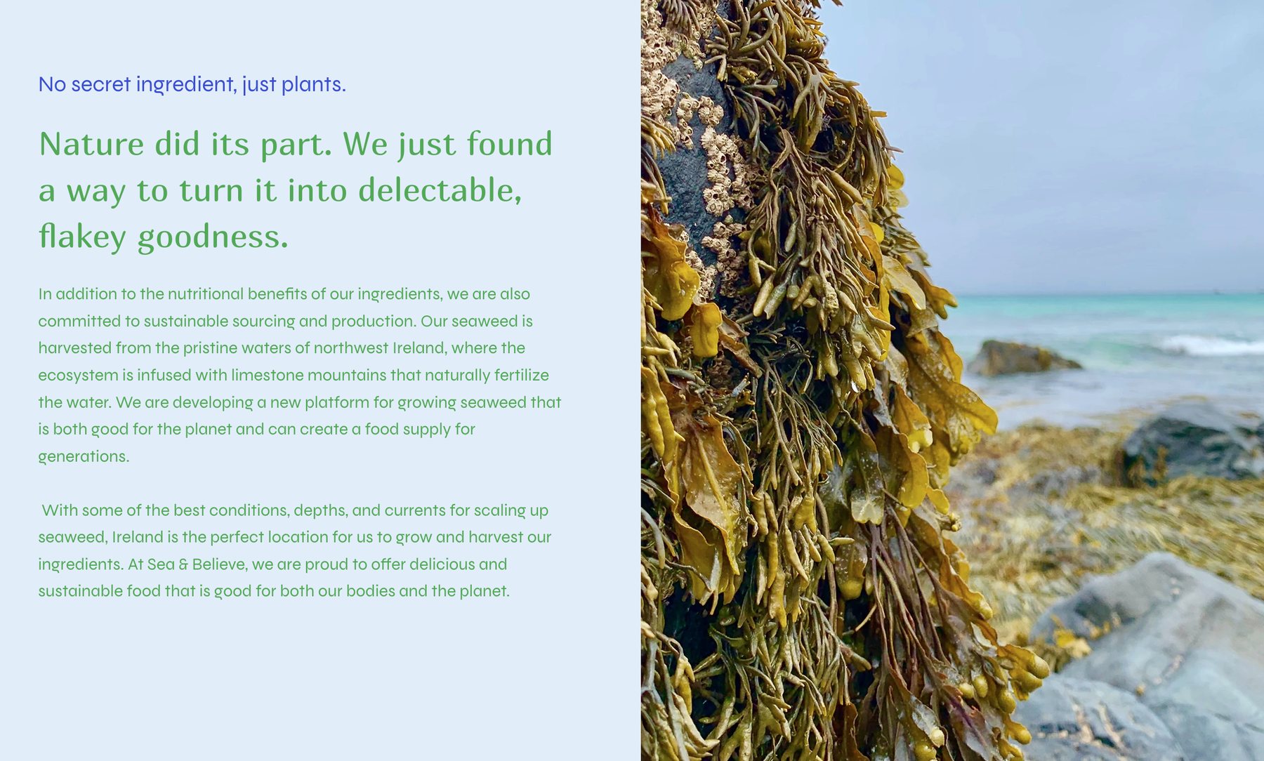 A spread headed 'Nature did its part. We just found a way to turn it into delectable, flakey goodness.' beside a photograph of kelp growing in shallow coastal water.